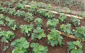 agenzia immobiliare ravenna affitti case vendita