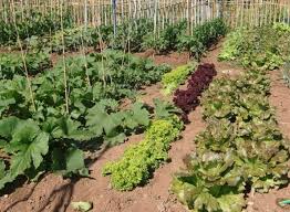 agenzia immobiliare ravenna affitti case vendita